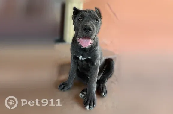 Lost dog, Live Oak Road, 6490, Morada - clipped tail and ears, white W on chest - photo