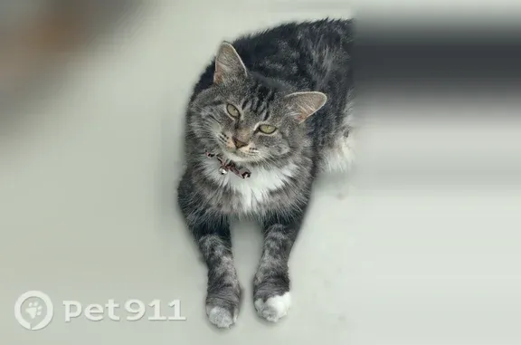 Lost cat, Chicopa Street, 4323, North Port - black-and-white tabby with a brown nose - photo