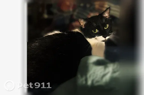 Lost cat, Warm Springs Road, 4301, Columbus — female, small tuxedo cat with green eyes - photo