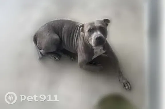 Lost dog, Sarasota, Florida - brown brindle with grey face - photo