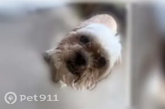 Lost dog, Crane Drive Southwest, 956, Albuquerque - light tan and white, very friendly - photo