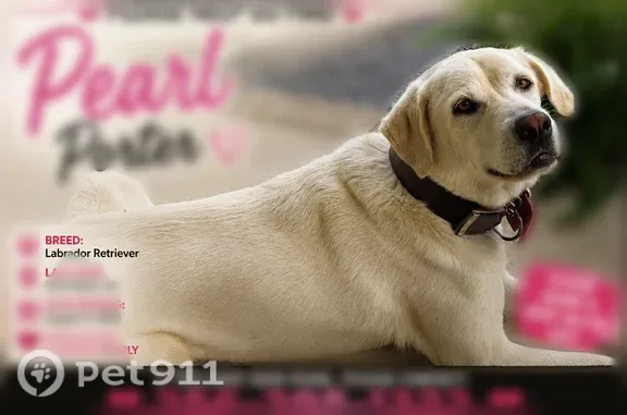 Lost dog, Cherokee County 42, 1577, Slackland, Gadsden — female, black nose with pink in the middle - photo