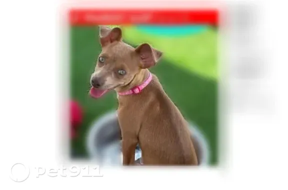 Lost dog, South Emporia Way, Aurora — female, light brown, red collar - photo