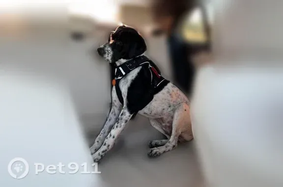 Lost dog, Southwest 26th Street, 10990, Miami - female - photo