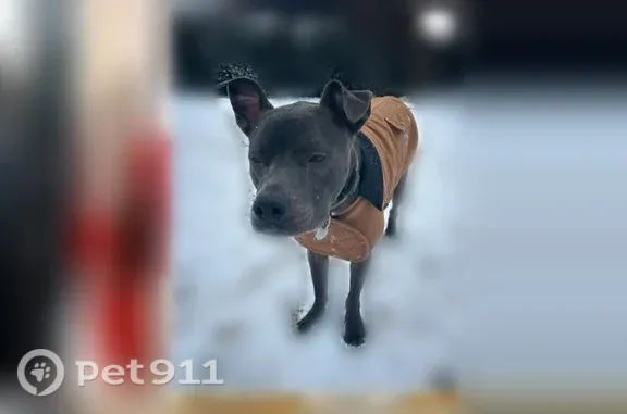 Lost dog, West Boundary Street, Savannah - male, timid and scared - photo
