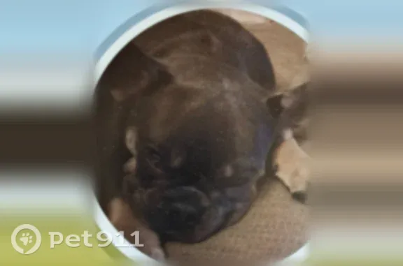 Lost dog, Dunkard Mill Road, 1007, Upton — female, merle, in heat - photo