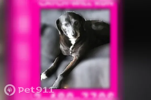 Lost dog, Waltz Road, 22946, Huron Charter Township, Carleton - older black dog with white face - photo