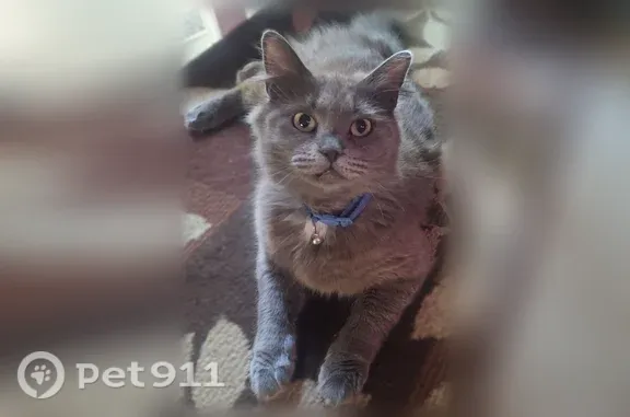 Lost cat, Waverly Drive Southeast, 1545, Albany - female, fluffy gray with a blue breakaway collar and bell - photo