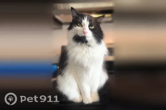 Lost cat, Clay Street, 322, San Antonio - tuxedo with a blue collar - photo