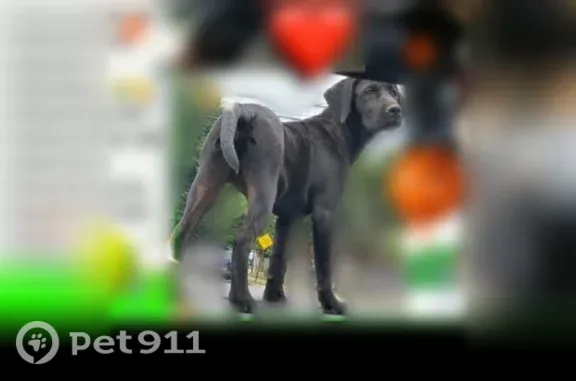 Lost dog, Linden, New Jersey - photo