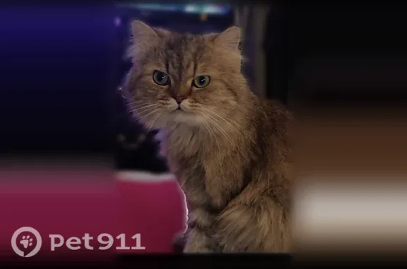 Lost cat, Spencer Highway, 3030, Pasadena - beige Persian male with green eyes - photo