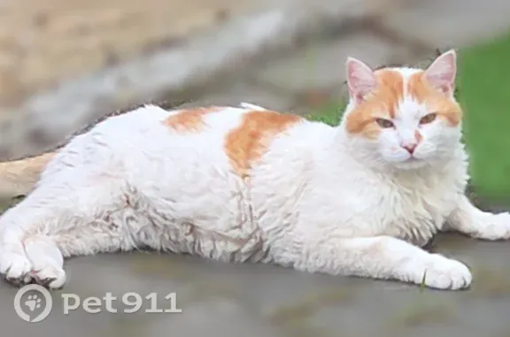 Lost cat, Rhodes Circle, 42, Hingham - male, white and orange, laid back - photo