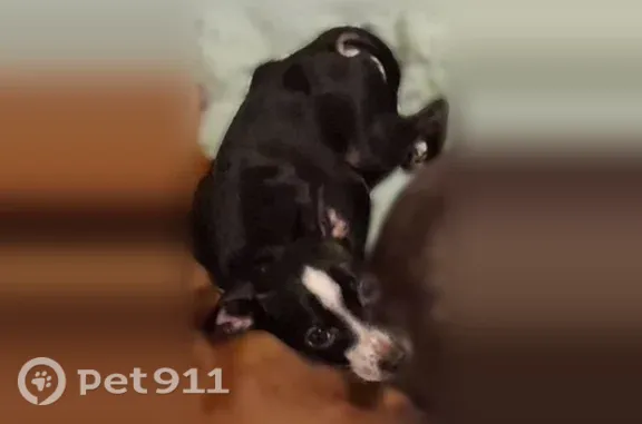 Lost dog, Elam Avenue, 522, Arlington — male - photo