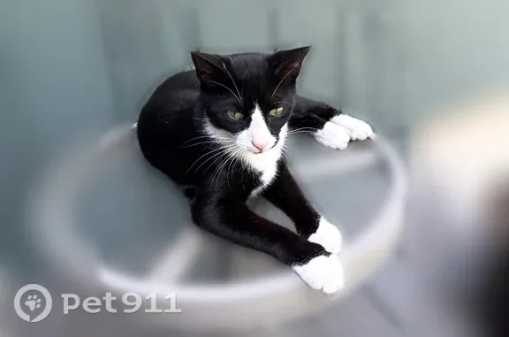 Lost cat, Hollow Road, 4028, Malvern - tuxedo male with green eyes - photo