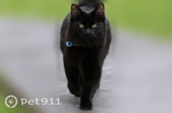 Lost cat, Coventry Court, 5309, Colleyville - male, black, puffy tail - photo
