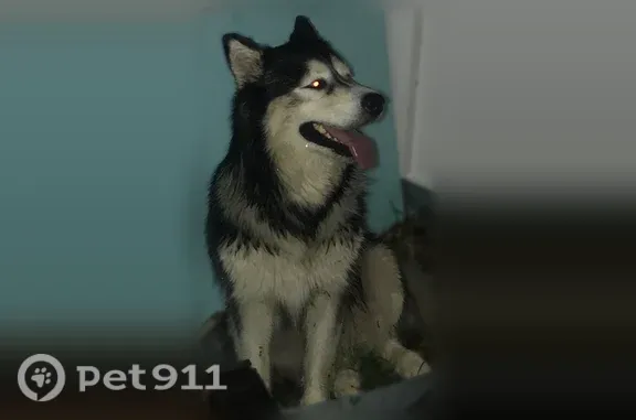Found dog Largo, photo: Found dog, Clearwater Largo Road, 570, Tarpon Springs - female husky