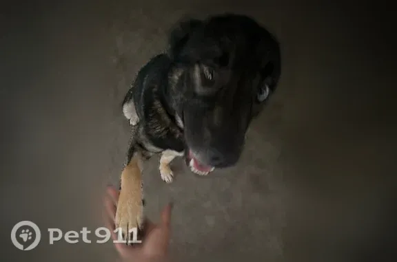Lost dog, East Highway 199, 1515, Euless — male, one blue and brown eye - photo