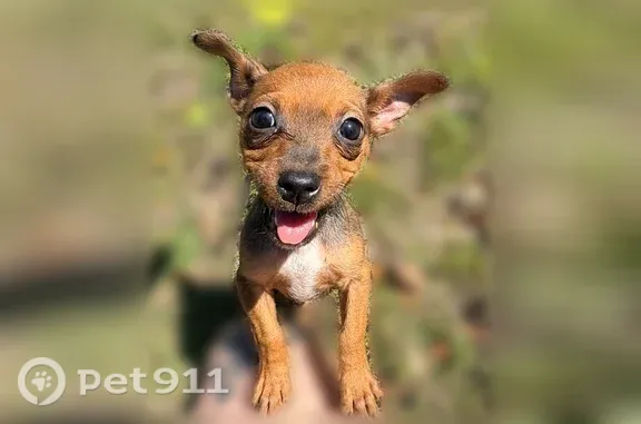 Lost dog, Tiger Creek Lane, 4186, Valdosta — female Chihuahua, white chest - photo