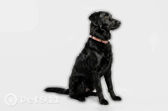 Lost dog, Stallings Road, 60, Taylors, Arlington — male, black coat, tan leather collar, tie dye bandana - photo