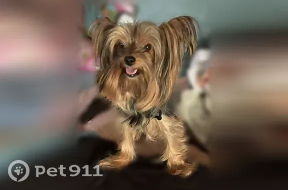 Lost dog, Twilight Circle, 16264, Riverside - male, green collar with tag - photo