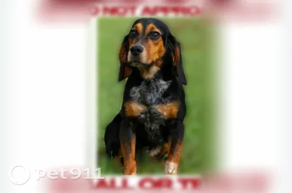 Lost dog, Broadview Boulevard, 1522, Natrona Heights, Brackenridge - female black and brown beagle mix - photo