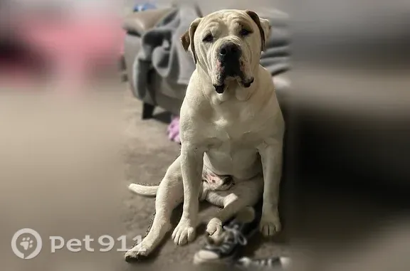 Lost dog, West 200 South, 2375, Marriott-Slaterville, Ogden - male American Bulldog - photo