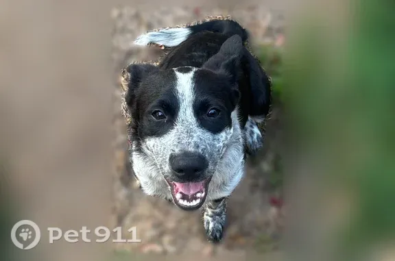 Found dog, Hudman Road, North...