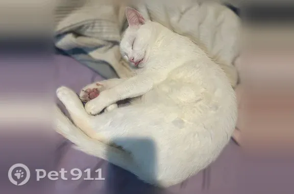 Lost cat, Farm to Market Road 1253, 26024, Mineola - male, all white with gold/yellow eyes - photo