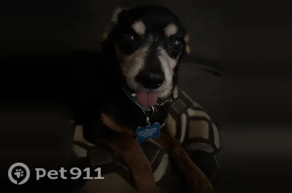 Lost dog, Cherry Street, Winston-Salem, Charlotte - very small, black, old male - photo