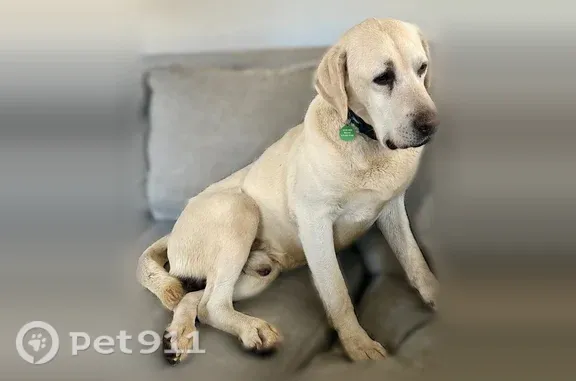 Lost dog, Johns View Court, Johns Creek, Alpharetta — very fearful and skittish - photo