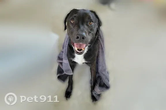 Lost dog, Green Valley Drive, 11044, Culpeper, Baltimore - female, microchipped - photo
