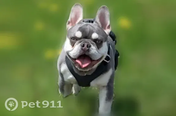 Lost dog, Wilson Avenue, 302, Calera, Calera - female French Bulldog with a black harness - photo