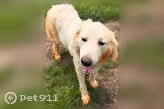 Found dog, Croft Avenue Northe...