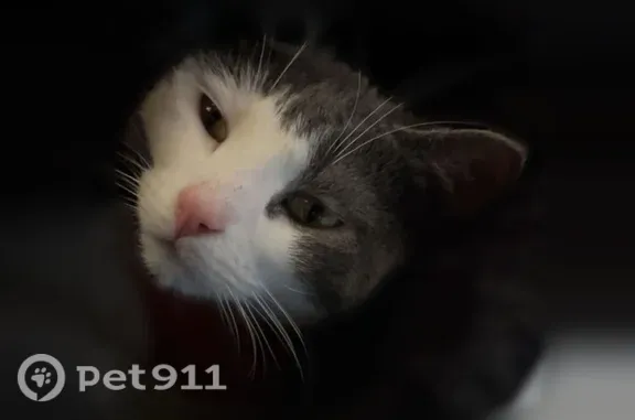 Lost cat, Slash Pine Circle, 1200, Punta Gorda, Cape Coral - female, grey and white - photo