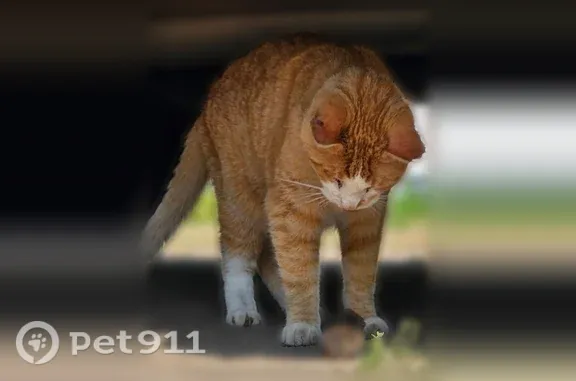 Lost cat, Brandy Lake Road, 25565, Detroit Lakes - orange & white, wonky eye - photo