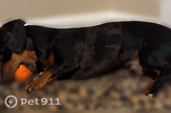 Lost dog, Cramblitt Lane, 35929, Bay Minette - male dapple dachshund - photo