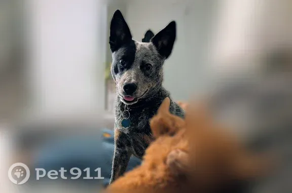 Lost dog, US Highway 285, 16353, Saguache, Saguache - blue heeler with black eye patch - photo