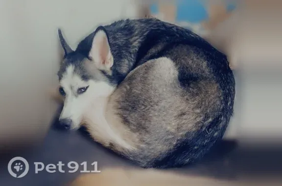 Lost dog, Hanchett Street, 1814, Saginaw, Arlington - pregnant, microchipped - photo
