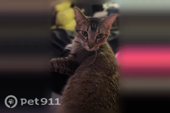 Missing cat Female, Sacramento (usl544119) - photo