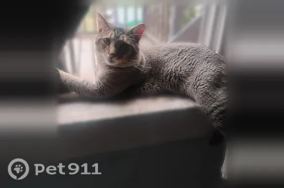 Lost cat, Wise Street, 515, Bucyrus - male tabby - photo