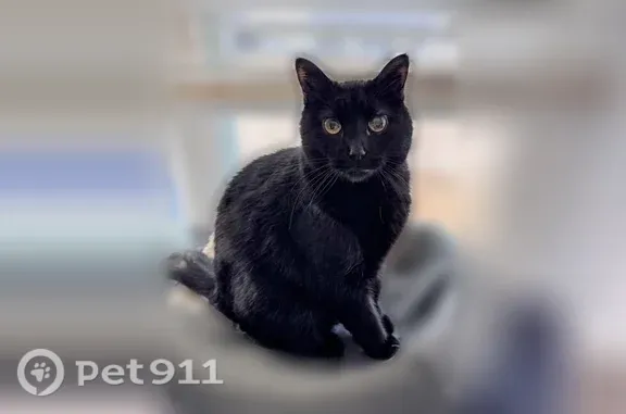 Lost cat, North Holmes Avenue, 136, St. Louis - female, all black - photo