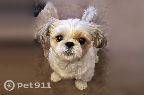 Lost dog, Spring Road, 13675, Bentonville - male Shih Tzu, white and tan - photo