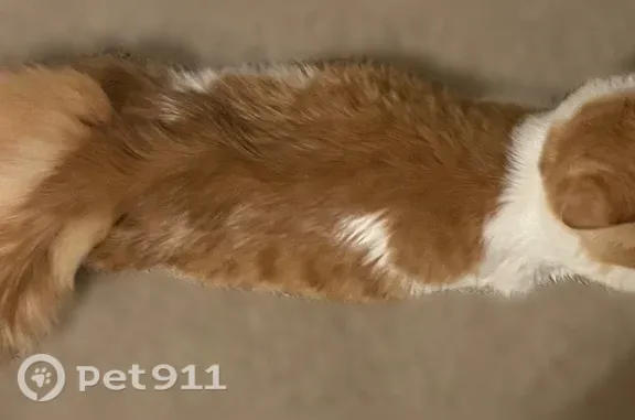 Lost cat, Willow Springs Boulevard Northwest, 6543, Huntsville - male, unique marking on face - photo
