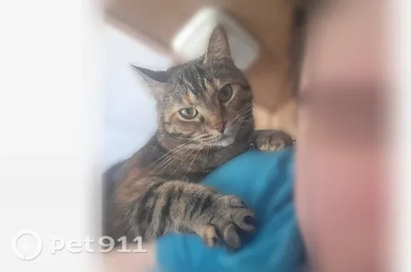Lost and found pets Elliston, photo: Lost cat, Cove Hollow Road, 7497, Elliston - female, long hair
