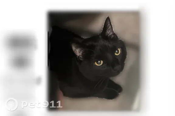 Lost cat, West 26th Avenue, Lakewood, Denver - patch of fur missing on his backside - photo