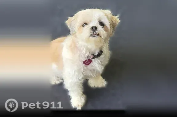Lost dog, Highway 90 East, 8718, Jeanerette - photo