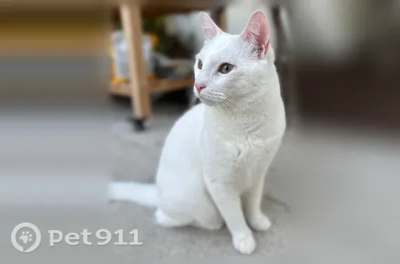 Lost cat, Lakeview Avenue, 14, Village of Lake Grove, Nesconset — male, all white, wearing a navy blue collar with a bell - photo