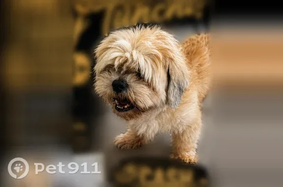 Lost dog, Liberty Street, 30127, Inkster — male, black collar - photo