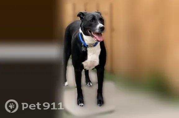 Black and white in front, wearing a blue collar, she is shy and friendly, do not chase her.