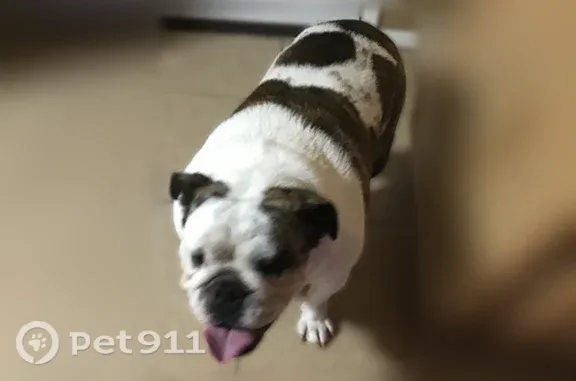 Lost dog, South 3rd Avenue, 828, Edinburg — older, spayed - photo
